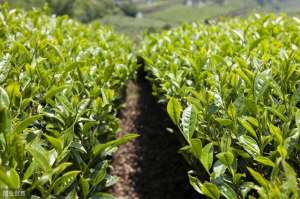 茶树子怎么种植(怎样才能提高茶籽播种出芽率？学会以下4点，包您掌握种植诀窍)