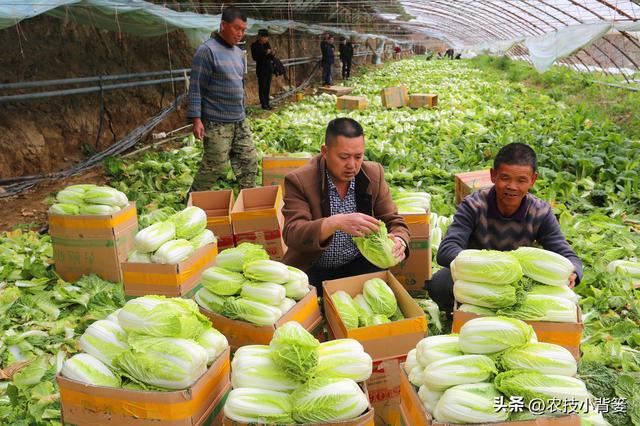 如何才能种好大白菜？这3个方面一定不能忽视