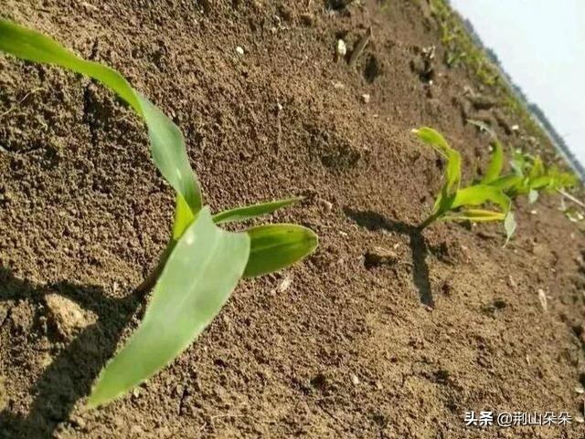 山区土地贫瘠，需掌握科学种植玉米的技巧，秋季才能保证稳产高产