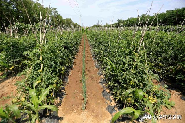 用这三个方法种植蔬菜，啥化肥农药也不用，自然就能高产稳产