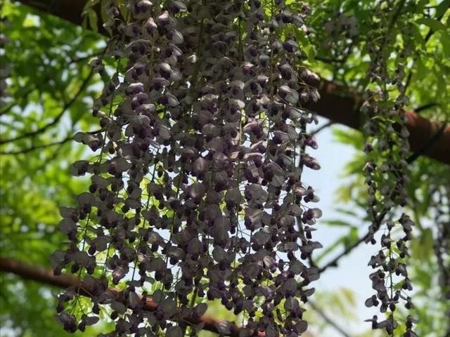 关于紫藤花的种植方法你们知道吗？快来了解一下紫藤花吧