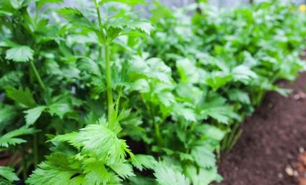 芹菜营养丰富，家庭种植两个月就能收获