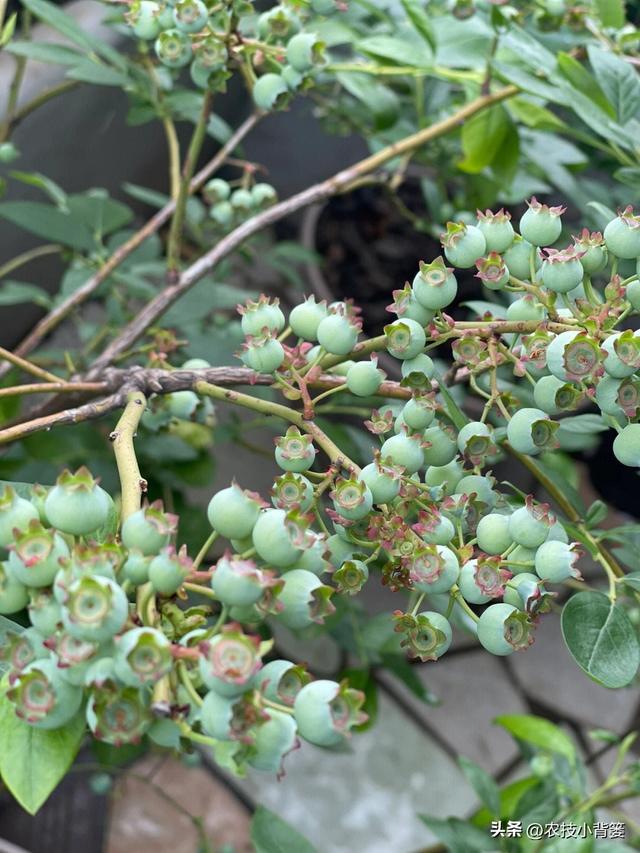 蓝莓花果期怎样调控温度和湿度更有利于开花结果？