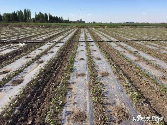 你种植棉花的时间和方法是否都是正确的？赶快来学习一下吧