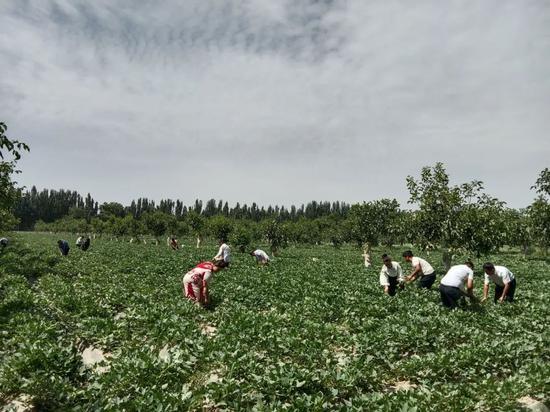 红薯种植助增收 拓宽村民致富路