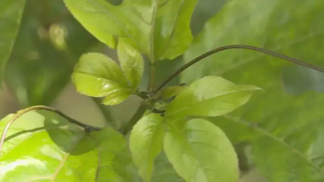 平和：青枣套种百香果，一份土地产生两份收益