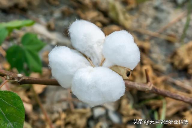 棉花种植管理要点，农民：高亩产都是怎么种出来的？