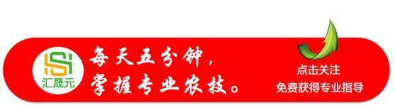 一亩赚一万的贝母，真的很难种吗？注意这七大病虫害，就不难