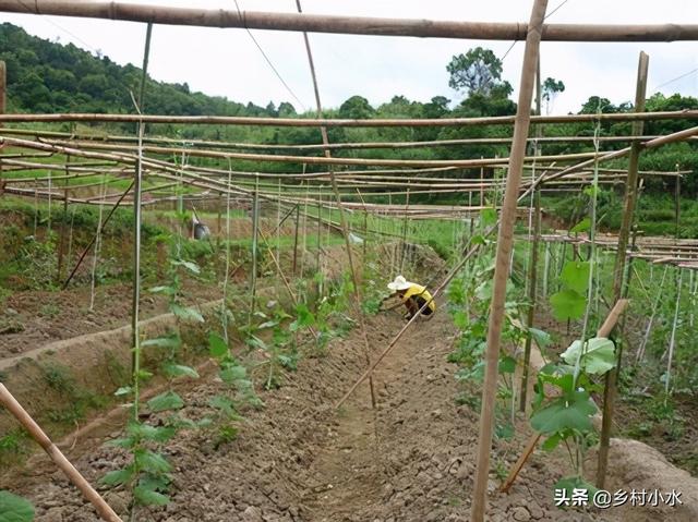 丝瓜怎么种产量高？老农传授你5个诀窍，结瓜一茬接一茬