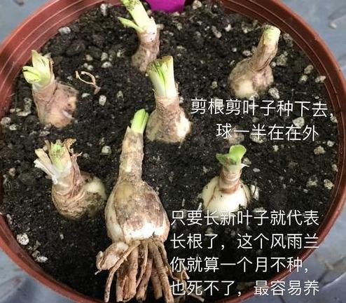 韭菜叶开兰花，一盆“大疙瘩”，做到3点齐刷刷，冒出一大片花