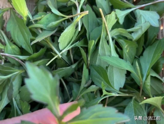 人们喜欢吃的顶流野菜“七头一脑”，到底是啥？妥妥的“刮油菜”