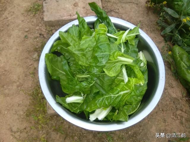 曾经的“口粮菜”牛皮菜，为什么在生鲜超市里没有卖的？答案残酷