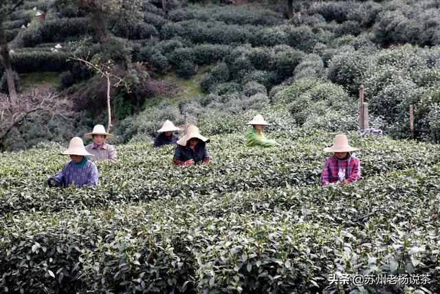 老杨说茶第173期：西湖龙井，你喝懂了吗？