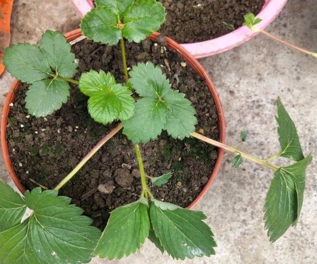 秋天，种植草莓的时间到了，阳台这样种植草莓，冬天吃果吃到春天