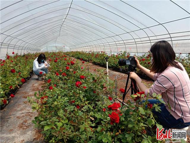 河北邯郸肥乡区千亩玫瑰种植基地首次对外开放