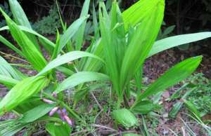 野生白芨种植技术(白芨种植栽培管理技术，亩纯利润10万，种植前景如何？)