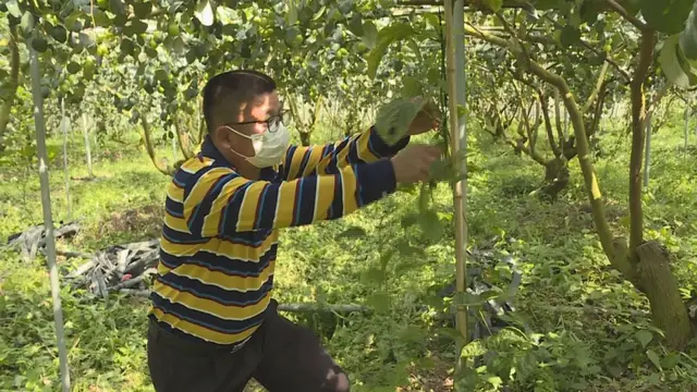 平和：青枣套种百香果，一份土地产生两份收益