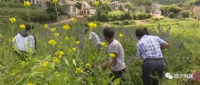 毕节！发展中药材种植 带领村民发家致富