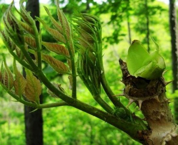 长在树上的野菜，浑身是刺，有人种却很少人吃，出口日本成高端菜