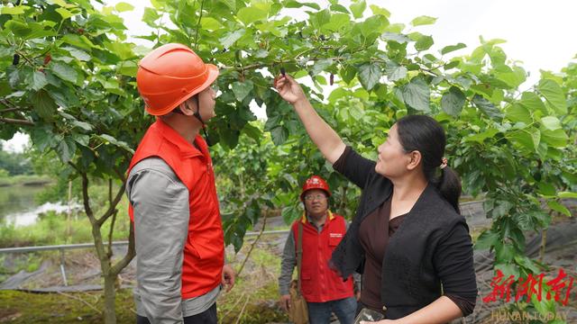 国网衡阳供电公司：电力赋能桑果加工 保质期延长半月