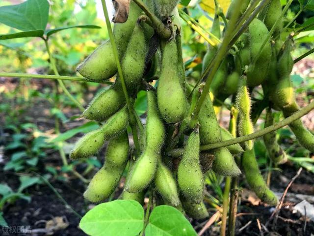 毛豆种植技术和管理方法