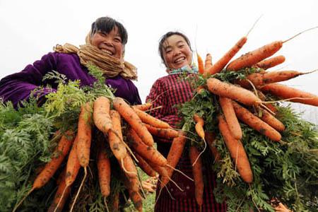 胡萝卜要怎么样种?胡萝卜的种植时间和技术