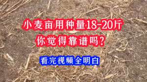 大规模种植小麦(小麦每亩用种量多少才合适？#农民种地不容易)