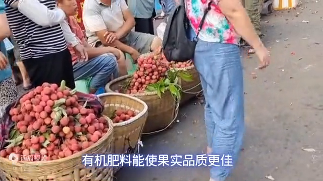 【视频】绿色荔枝种植与荔枝品质的提升