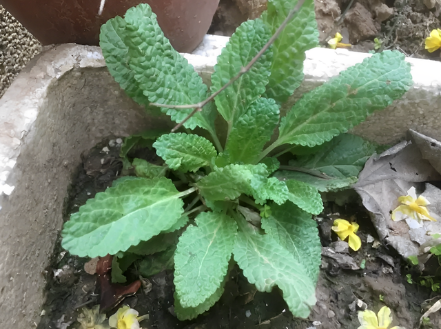 1种“蟾蜍草”珍贵，叶子像蛤蟆皮，在路边看到别踩踏，有价值