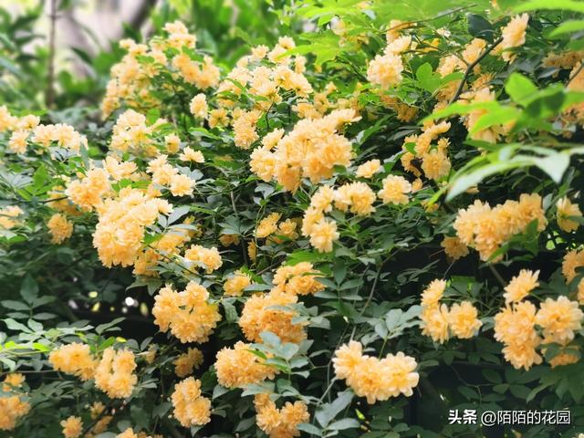 北方庭院每月都想赏花？就选这些花搭配种植