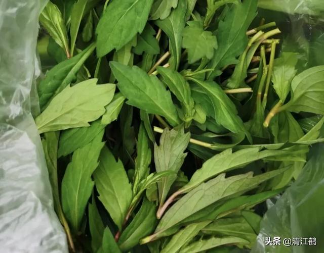 人们喜欢吃的顶流野菜“七头一脑”，到底是啥？妥妥的“刮油菜”