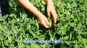 碗豆的种植技术(【豌豆种植】豌豆要长得好，管理少不了，你都会吗？)