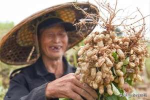 六月份可以种植花生吗(花生什么时间收获比较好，晚收几天真的更好么？)