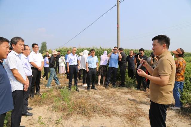 滨州规模化种植中草药近5万亩40种