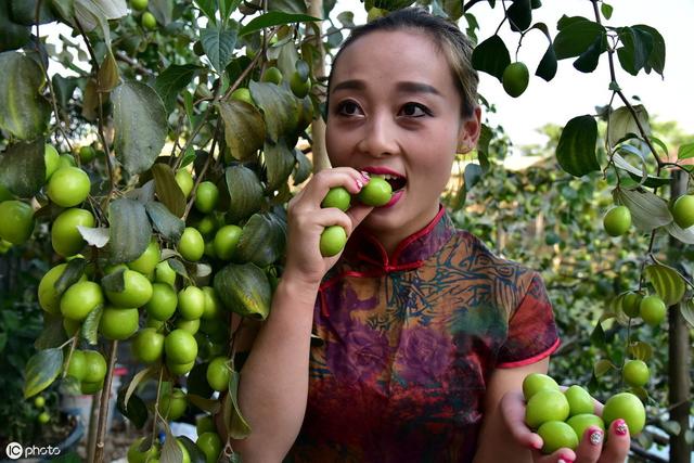 高温高湿天气，青枣炭疽病处于盛发期，这些管理措施一定要做到