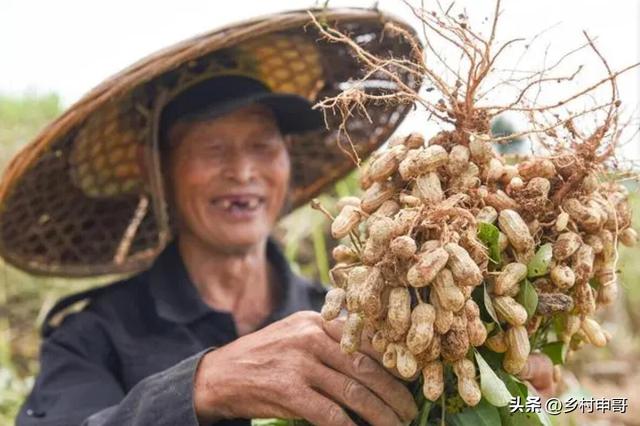 花生什么时间收获比较好，晚收几天真的更好么？