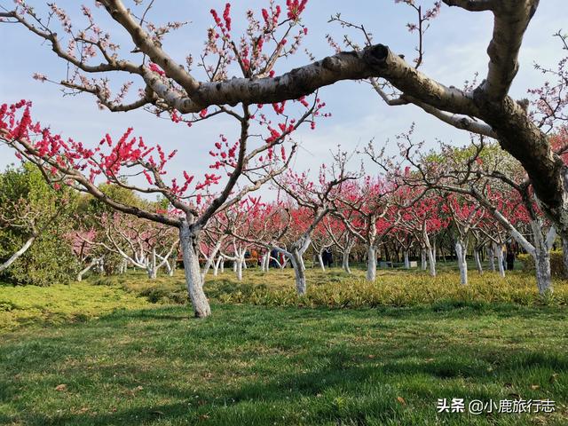 郑州市区5大免费赏花地，公交地铁直达，清明出游正当时