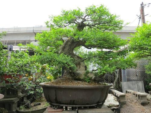 大院子常见的“香香树”，每次开花“花香”飘远，叶子嚼嚼作用多