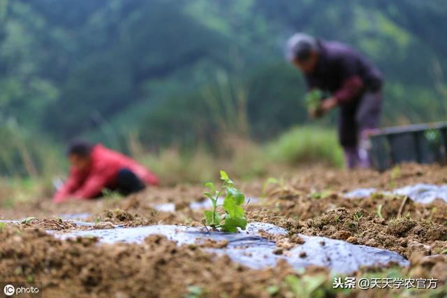 百香果怎样定植、搭架、整形修剪、施肥？这套种植技术，值得看看