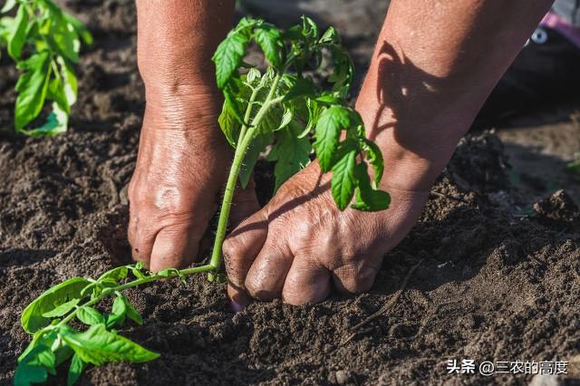 露地种番茄，这5条事项要注意，遵从5“不要”，少走弯路促生产