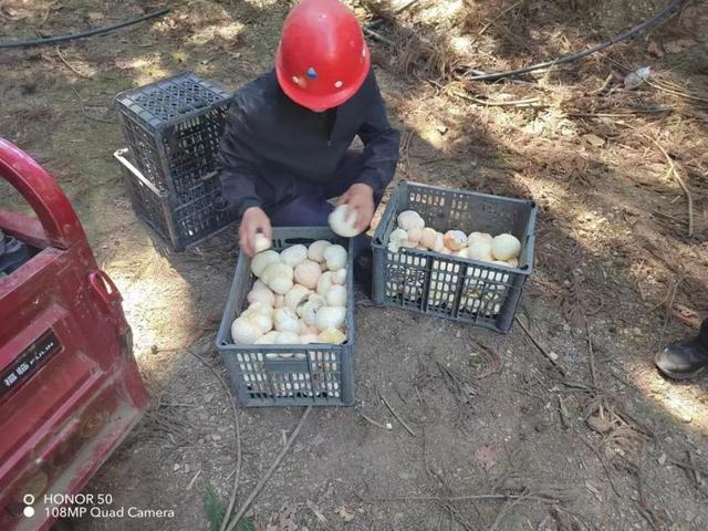 辛巴辛有志拓展中国品牌新势能，发展林下猴头菇 助农就业增收