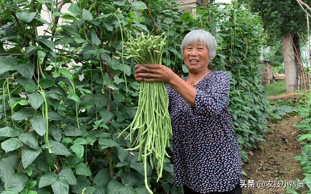 怎样才能种出高产优质的好豆角？记住这4个种植管理技巧