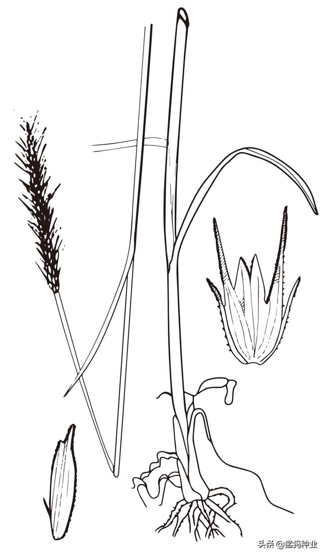 黑麦（Ryegrass）