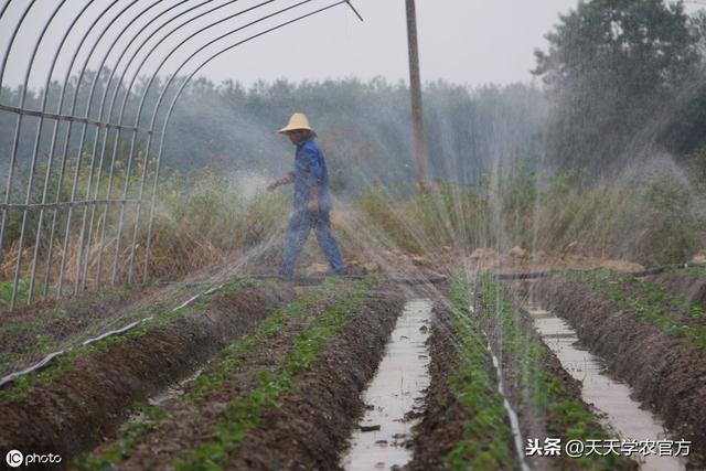 草莓定植不简单，这些技术很关键！没做对的果农，后期操碎了心