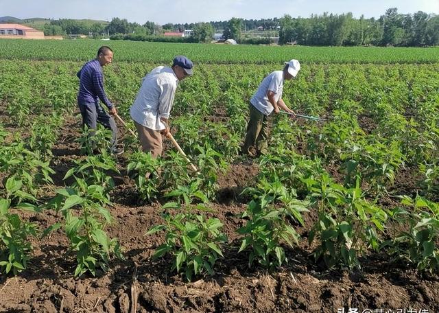 中国大规模种植，国外束手无策，每年耗资50亿难以解决？