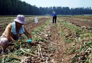 种植土施工工艺(又开始种大蒜了，施肥、播种、盖土，从头到尾全过程分享种植方法)