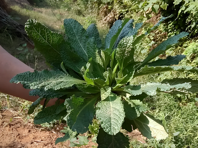 1种“蟾蜍草”珍贵，叶子像蛤蟆皮，在路边看到别踩踏，有价值