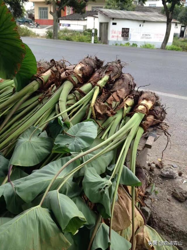 农民种植芋头，要想提高产量，这样才能种植出个头比较的芋头