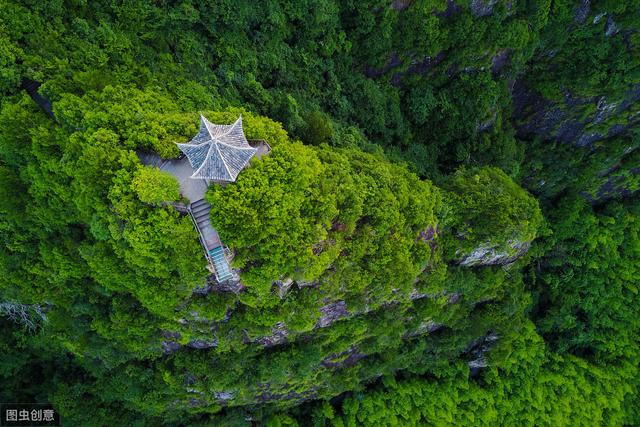 要想科学种植茶树，以下这3点不可忽视，学会种出高产优质茶园！