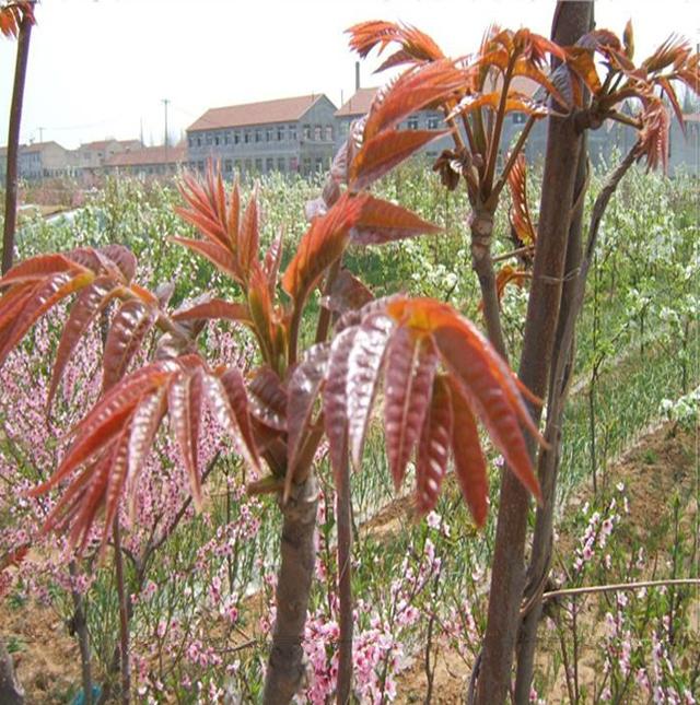 香椿的栽培好管理吗 ？香椿怎么育苗  完整实用高效香椿种植技术